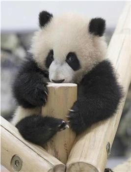 熊猫育幼百天记 -“主角是母子”的白浜模式-在线观看和下载