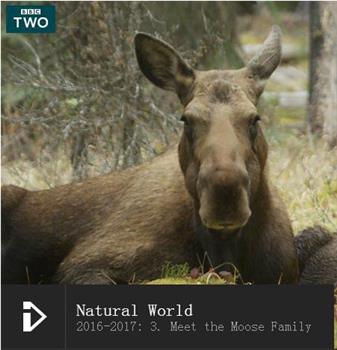 自然世界：麋鹿一家在线观看和下载