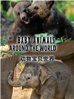 动物宝贝世界